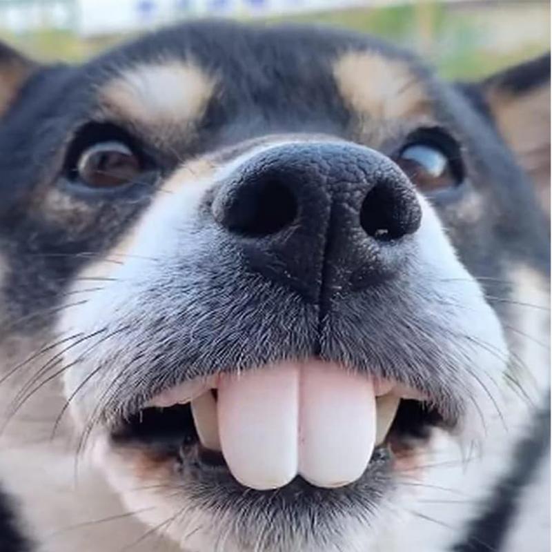Pet CorgiDog denti finti gioca - 3D Printing Tooth recensione e prezzo