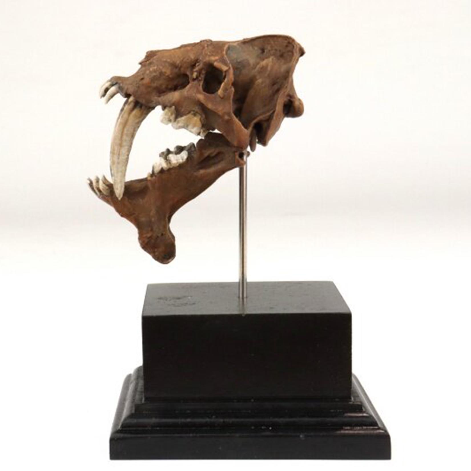 Modello di Cranio di Smilodon  - 3D Printing Tooth recensione e prezzo