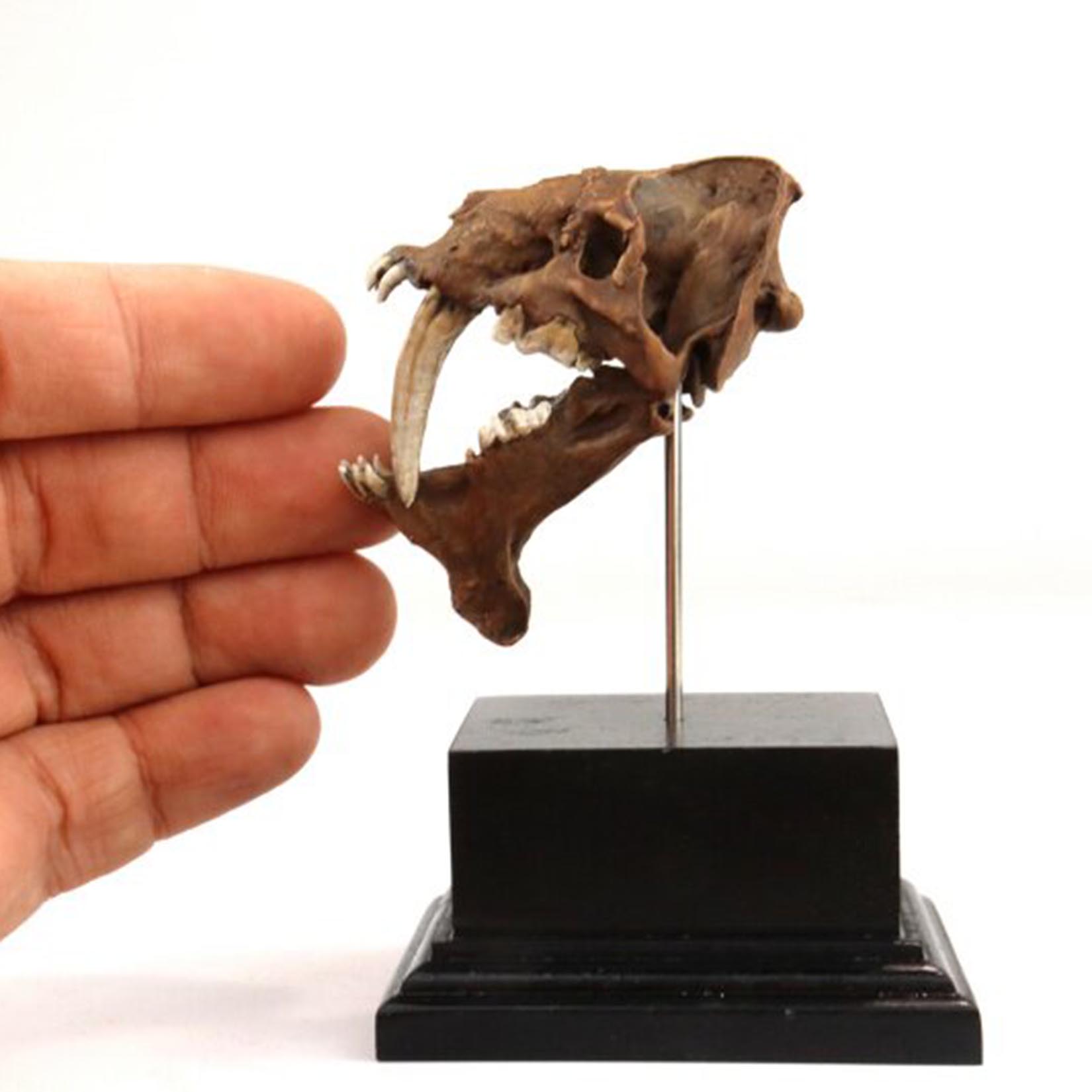 Modello di Cranio di Smilodon  - 3D Printing Tooth recensione e prezzo