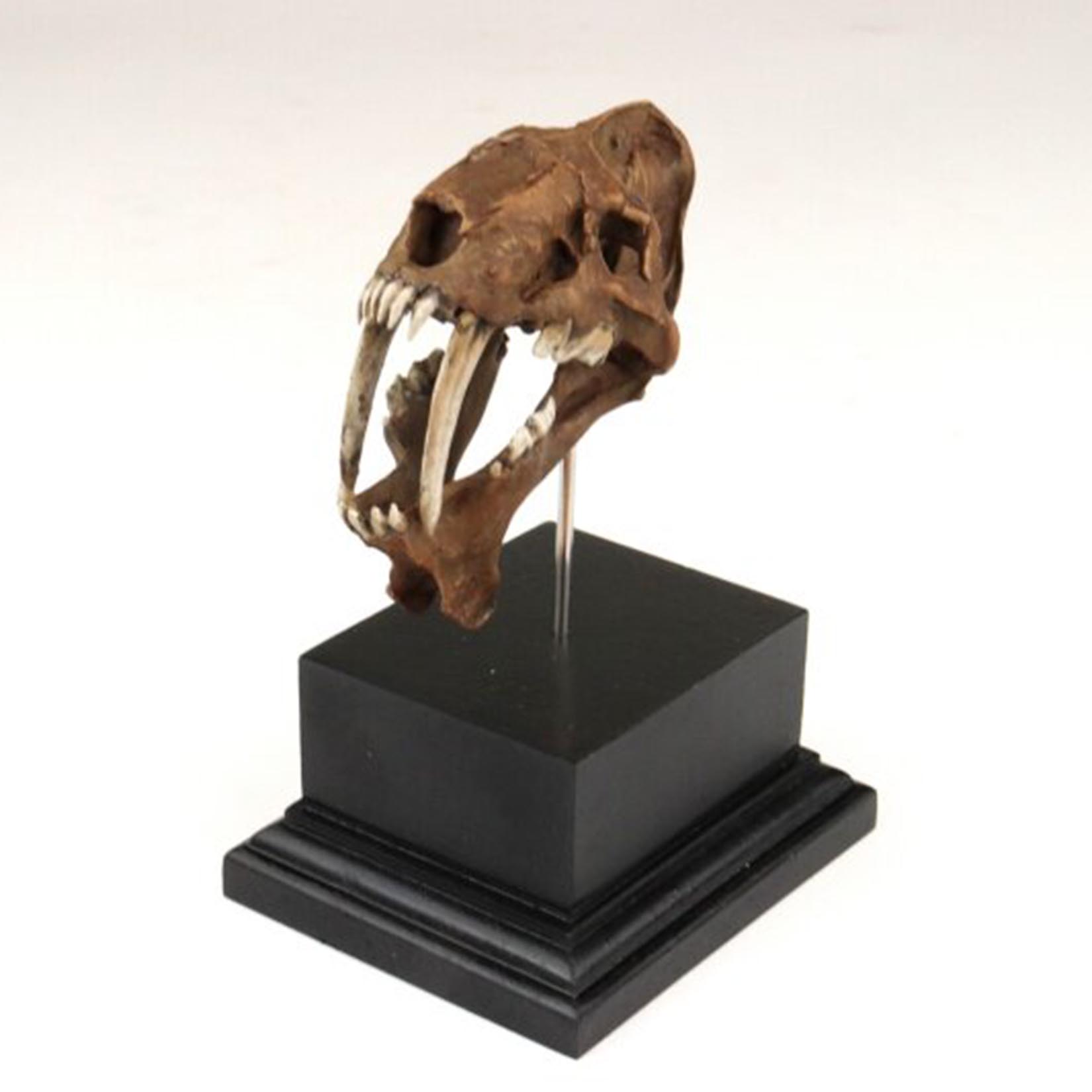 Modello di Cranio di Smilodon  - 3D Printing Tooth recensione e prezzo